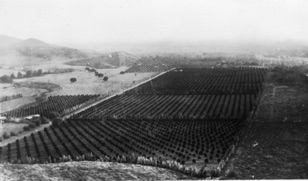 Randell Orange Grove abt 1947